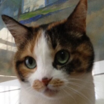 鮫肌さめ子 同じ股関節疾患を持つ人のツイートを読んでみたら 今日も一日顔晴るぞ 一緒に顔晴りましょう とやたら顔 晴る人だったのでフォローするのやめた