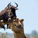 Bassima - @KhadraAbdulle - Twitter