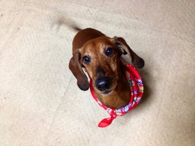 hirayasu11's profile picture. 2026年4月から近畿大学建築学部（通信）に挑戦します。
はじめての大学なので不安しかないですが精一杯頑張る所存