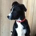 Daley the Dog (@daleythedog) Twitter profile photo