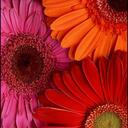 Patty Daly - @dmgurlb27 - Twitter