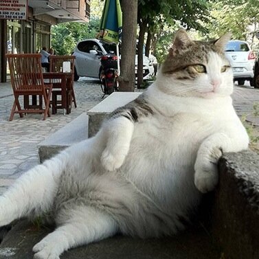 maggiesmiff's profile picture. retired granma, loves cycling non lycra, music, baking, cooking, dancing, follows news and politics. liking my new i pad, enjoys nice wine, loves animals.