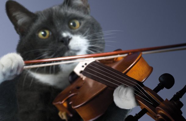 How the cat became from the the book by Ted Hughes. We are transforming it into musical.