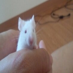 plasp_one908's profile picture. مادع ومفارقحبيب