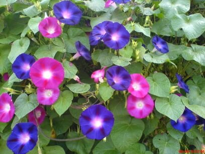 morningglory608's profile picture. 