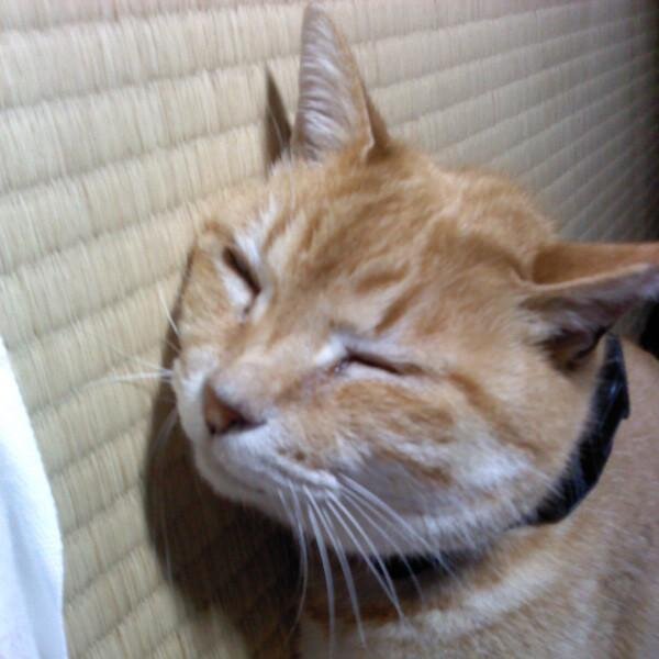 九州で生まれて大阪を経て東京に来た。偏頭痛、口内炎、椎間板ヘルニアなど、いつも調子が悪い。子供をふたり産んだらいよいよ本当にいつも体調不良だわ、出産育児って大変ね、と思っていたけどただの加齢なのでは？