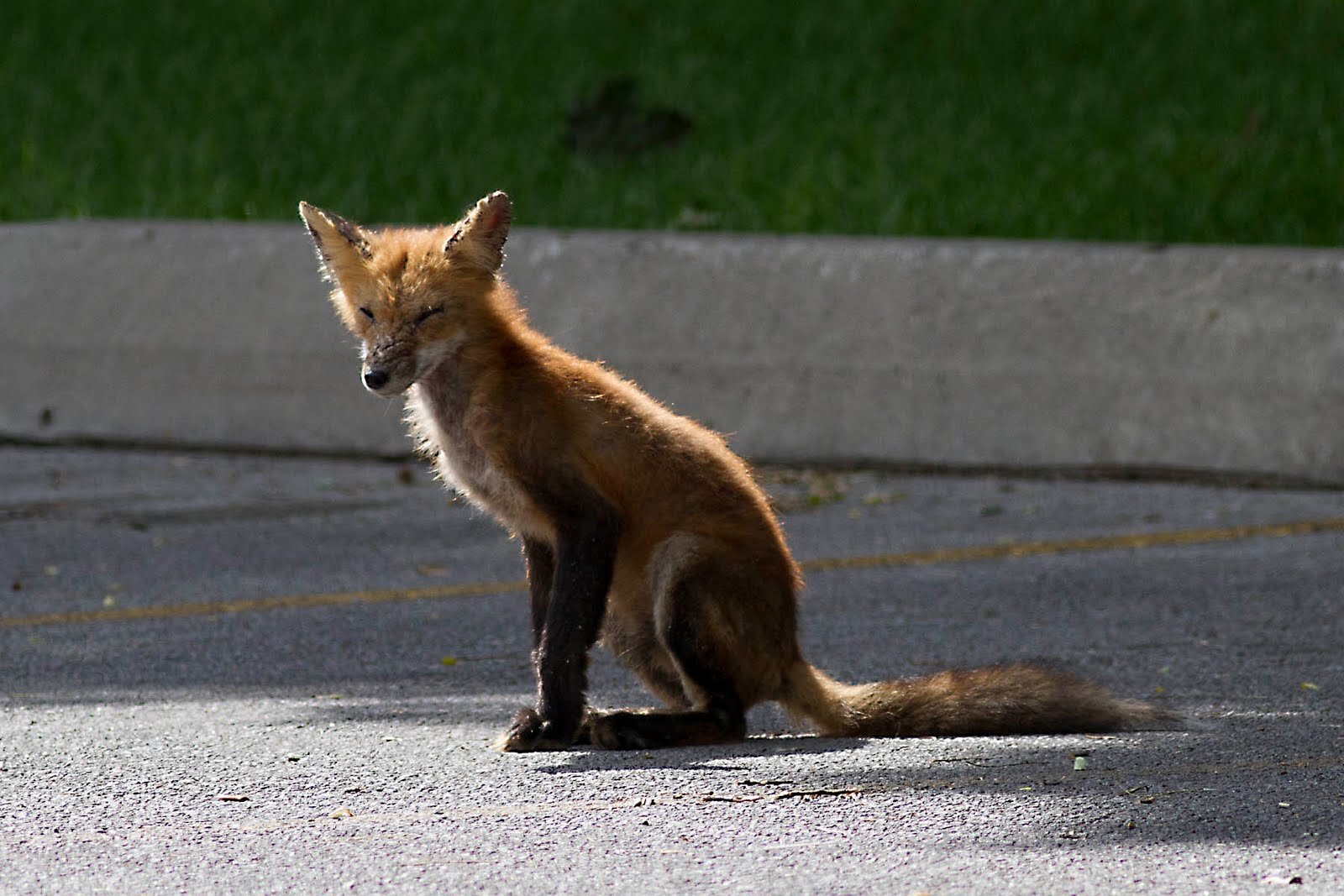 Typical Red Fox.  Living in the patch of woods between the 8 and 15 tee boxes at Transit Valley CC.