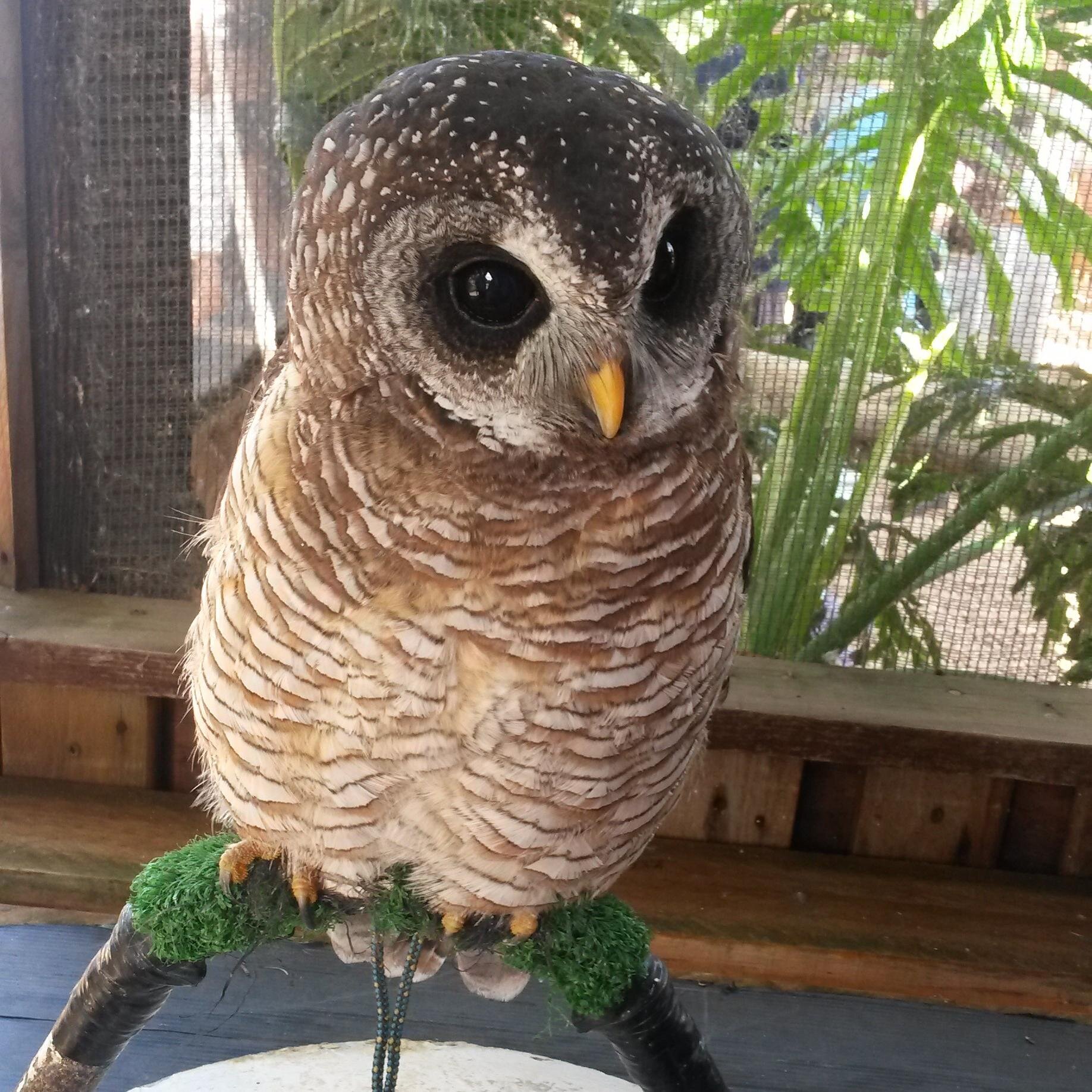 Dominique_pixie's profile picture. Weird, Biltong lover, pizza lover, misunderstood but Hakuna Matata                   | I follow back :) |