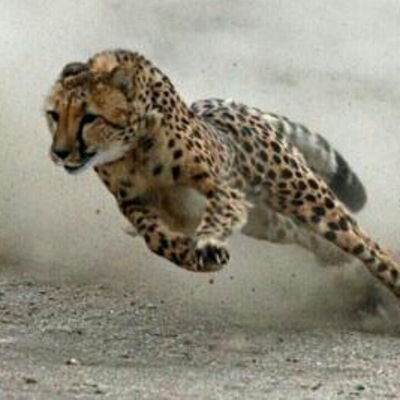 21cheetah's profile picture. 