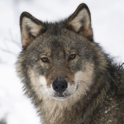 henrikranden's profile image