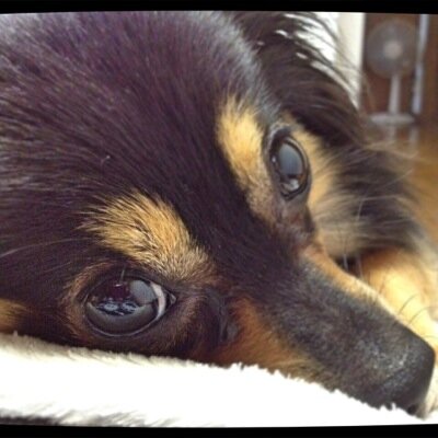 チワポメ 2才 パルル です。甘えん坊で、やんちゃな女の子です。犬好きの方ヨロシクお願いしますm(_ _)m 投資に興味があります^_^教えてもらえると嬉しいです(^O^)／気軽に声かけてくださいね(^_−)−☆