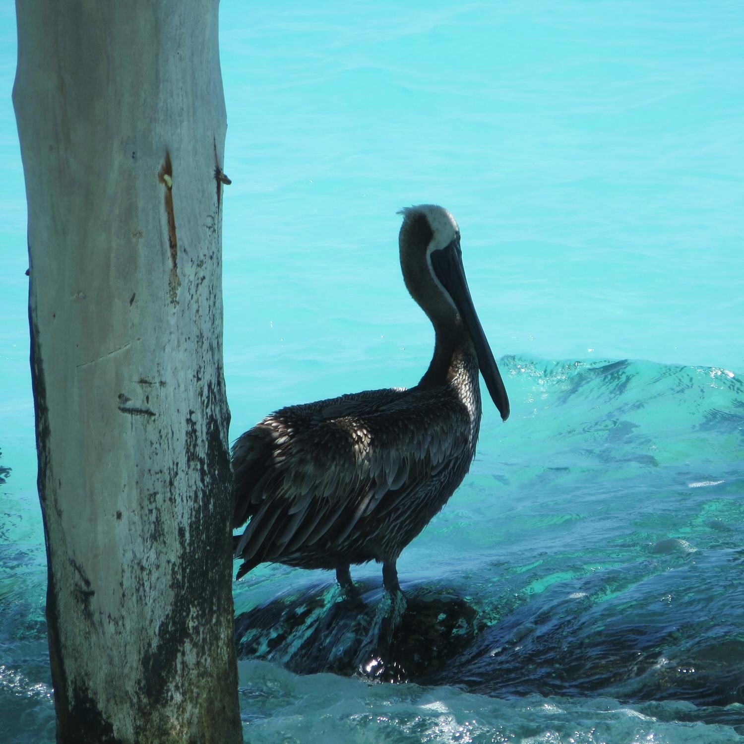 QilingXu's profile picture. Passenger in a splendid wood. MEDITATION by John Donne. “No man is an island entire of itself; every man is a piece of the continent, a part of the main...“