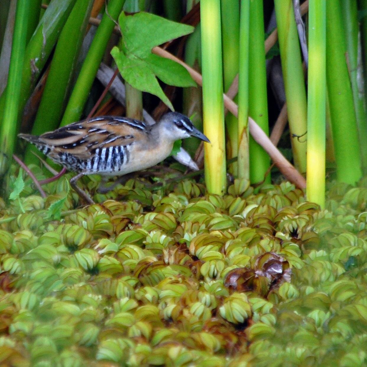 Organización dedicada a educar y proteger el Caño de Tiburones de Puerto Rico. FaceBook: Caño Tiburones Área Importante Para las Aves