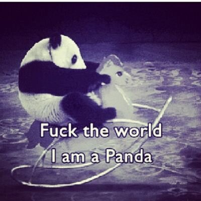 I'm just a girl that is obsessed with pandas rainbowpandas the internet videogame and band's.