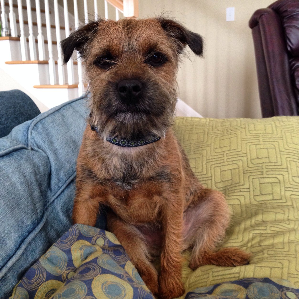 I am a cute little Border Terrier that lives in the USA. I like belly rubs, chasing anything that moves outside especially rabbits, squirrels, and frogs!