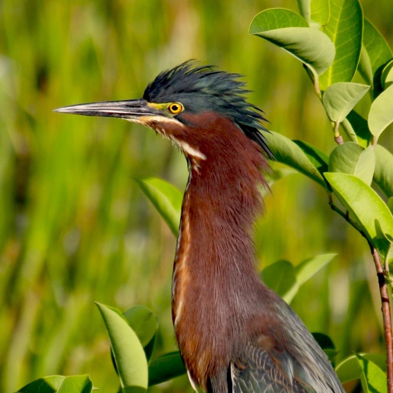 trashboatsuck's profile picture. @seahavnt