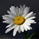 Diane Tremblay - @dianegtremblay1 - Twitter