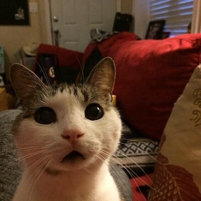 _nigga_judge's profile picture. 