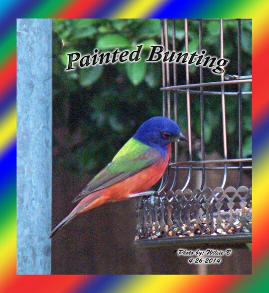 wsbzianana's profile picture. 