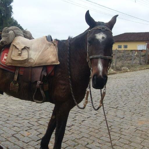 A vida é como andar de bicicleta, para ter equilíbrio você tem que se manter em movimento