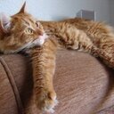 Nilothecat