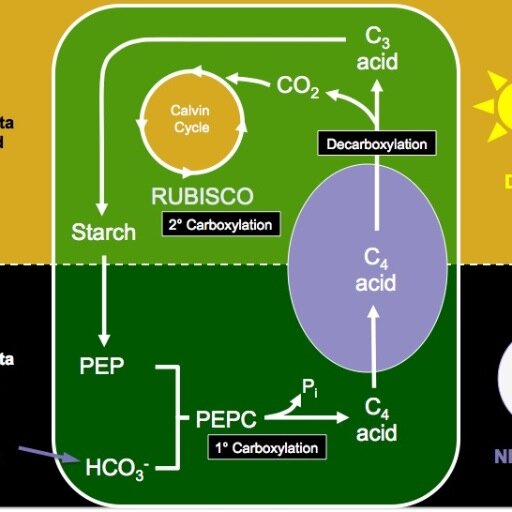 CAM_Biodesign's profile picture. Our vision is to understand the enzymatic and regulatory pathways required for CAM in order to transfer CAM photosynthetic machinery into biofuel crops.