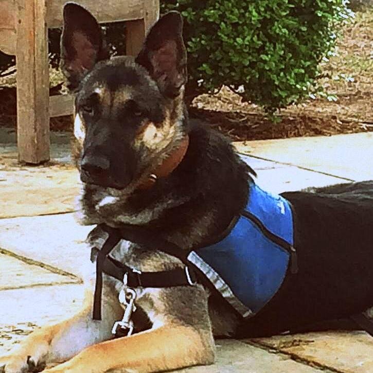 Paws 4 Hope rescues exceptional dogs and trains them to assist people with exceptional needs. Dogs-People-Hope. Like us on http://t.co/FwgSICh0ug.