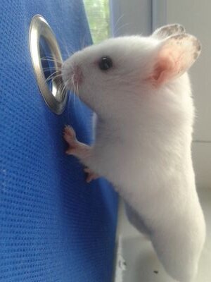 CloverhammiesOf's profile picture. ☆Hello twitter☆
♥im shannon♥
my youtube: http://t.co/I1rVqK6f44
♡I own a hamster named lilly♡ 
□Also a great dane named purdey□