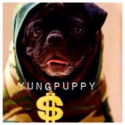 YungPuppyDog's profile picture. Woof woof nigga. Dont end up dead 
CHIRAQ