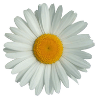 Louise Maule (@louisemaule1) 's Twitter Profile