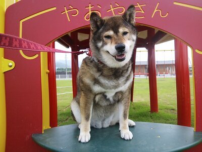 メイたん Gomashibamay Twitter メイたん Gomashibamay Twitter