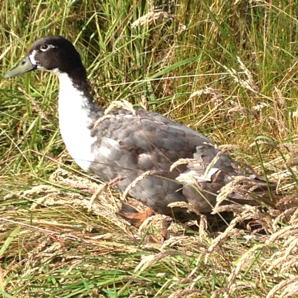 Ajays_chicks's profile picture. Hello were Amy & Jamie of Ajay's chicks in Herefordshire where we trade in ducks and chickens. For now we're growing our much loved family