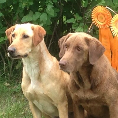 Head trainer and owner of Silver Lake Labs. We believe in high quality labs and only support three colors! We do gun dogs,hunt test and some field trials.