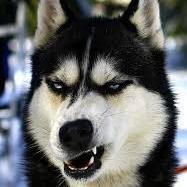 nialllarrylady's profile picture. niall e eu passiva e louisinho