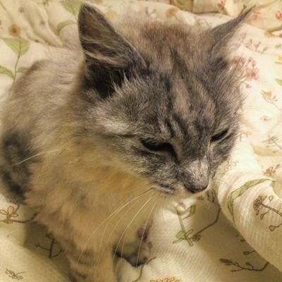 キヨッピ