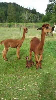 Mountain View Pacas