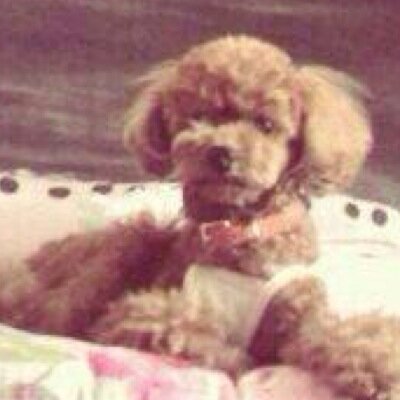 zico0415ari's profile picture. 지호...나의모든... 불멸의사랑... 7명을영원히사랑해...