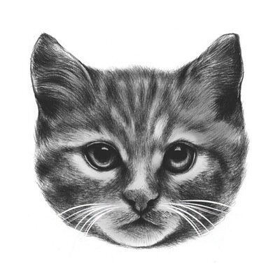 [ cat facts and pictures ]