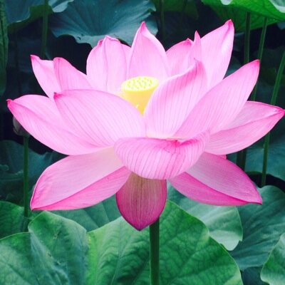 嶋田壽英