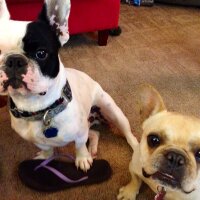 Norm and Lady Bug (@normthefrenchie) Twitter profile photo