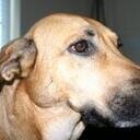 mollymoose's profile picture. she/her I am mostly-married with a daughter who is growing up too fast, 4 dogs, and an intensely beautiful cat