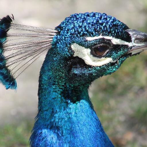 pol_german's profile picture. 