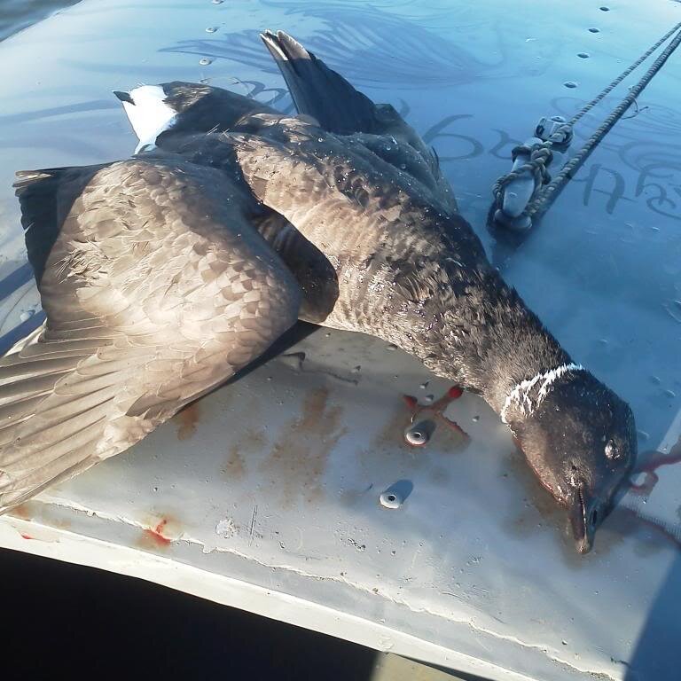 duck killing and conservatism.  USA