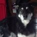 Lisa Walsh (@lovinalldogs) Twitter profile photo Lisa Walsh (@lovinalldogs) Twitter profile photo