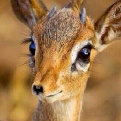 ‏‏حيث آلهلال ..