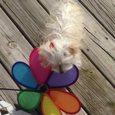 beauchampkim1's profile picture. 