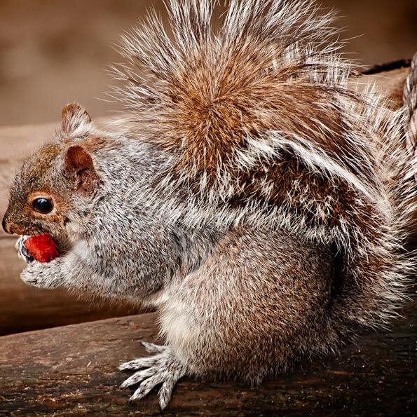 blueboat1984's profile picture. 卖草莓的