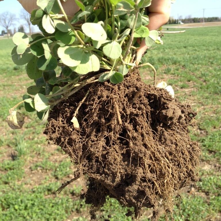 HuronCoverCrop's profile picture. Cover Crop & Forage Seed Supplier Serving Huron County & Surrounding Area - Specilizing in Custom Mixes - Owned & Operated by Stefan Zehetner @TheYoungFarmer7