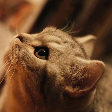 justinbai2015's profile picture. 