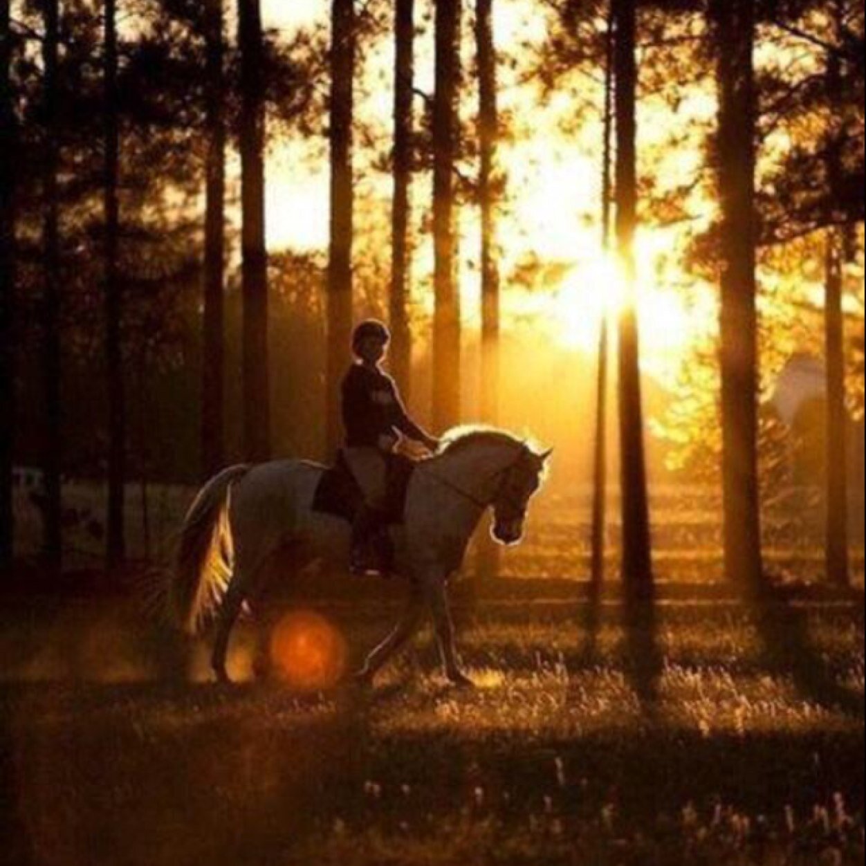 Superleuk acc voor mensen die 100% van paarden houden ❤ paarden tweets en nog veel meer!❤/ Paardenacc since 05-07-'13 ❤/ maak de witte knop blauw  xx